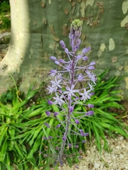 Scilla hyacinthoides