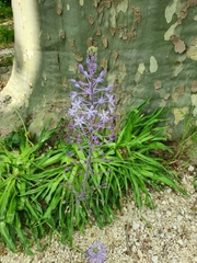 Scilla hyacinthoides