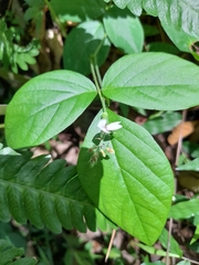 Fabaceae