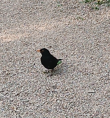 Turdus merula