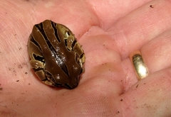 Semnodactylus wealii