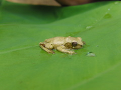 Dendropsophus luteoocellatus