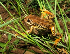 Semnodactylus wealii