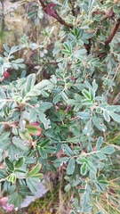 Polylepis pacensis