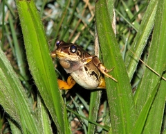 Semnodactylus wealii