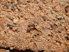 Camponotus cinctellus