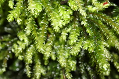 Thamnobryum