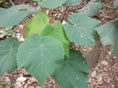 Dombeya pulchra