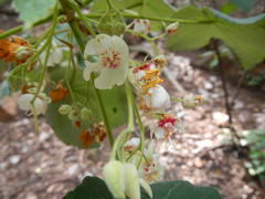 Dombeya pulchra