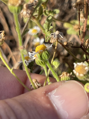 Perityle socorrosensis