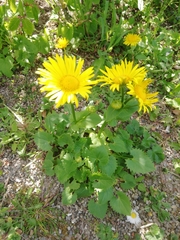 Doronicum pardalianches