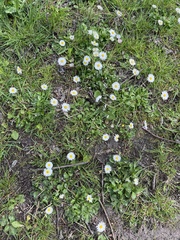 Bellis perennis