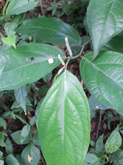 Magnoliopsida