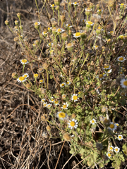 Perityle socorrosensis