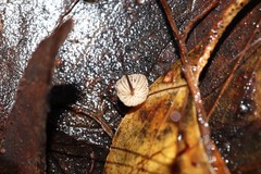 Marasmius alveolaris