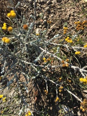 Helichrysum anomalum