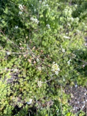 Capsella bursa-pastoris