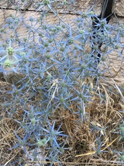 Eryngium creticum