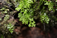 Hymenophyllum cupressiforme