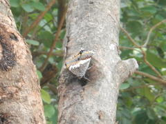 Charaxes saturnus saturnus
