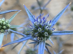 Eryngium creticum