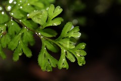 Hymenophyllum cupressiforme