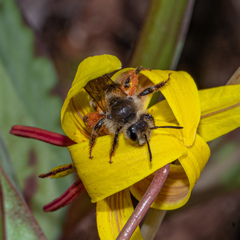 Andrena erythronii