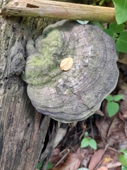 Fungi