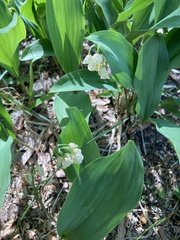 Convallaria pseudomajalis