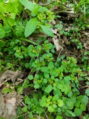 Chrysosplenium glechomifolium