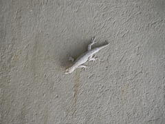 Lygodactylus bradfieldi