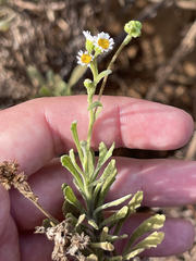Erigeron socorrensis
