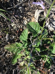 Salvia scabra