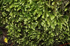Thamnobryum
