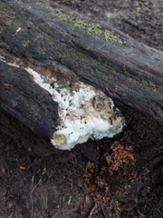 Mycetozoa