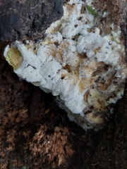 Mycetozoa