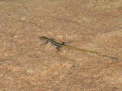 Platysaurus intermedius rhodesianus