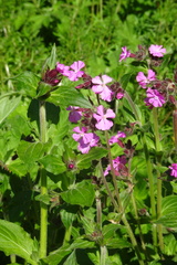 Silene dioica