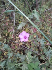 Convolvulus althaeoides