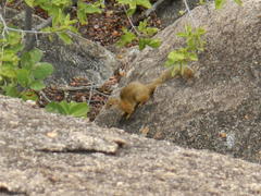 Paraxerus cepapi cepapi