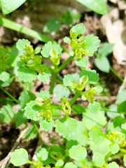 Chrysosplenium glechomifolium