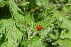 Coccinella septempunctata