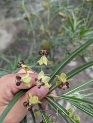 Gomphocarpus kaessneri
