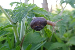 Trochulus striolatus