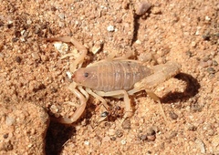 Parabuthus