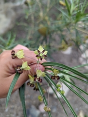 Gomphocarpus kaessneri