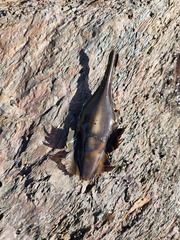 Callorhinchus capensis