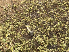 Mimus graysoni