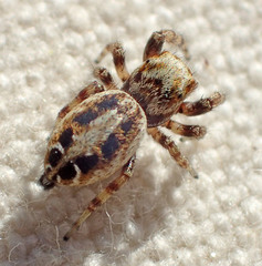 Metaphidippus chera