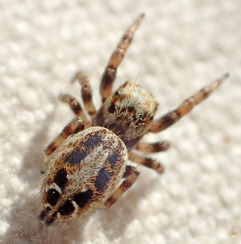 Metaphidippus chera